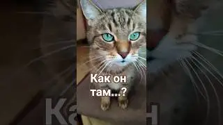 Сгоряча#цитатыстэтхэма  #cat #кот #юмор