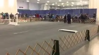 Xena open b Sheltie nationals