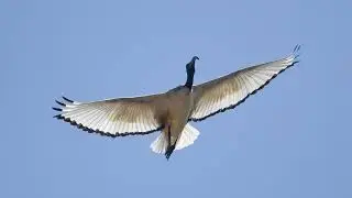 birds of south africa  cape town area    part 1.  by thierry de Ryckel)