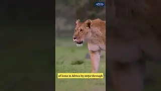 Lion Return to Africa | Restoring Ecosystems & Communities
