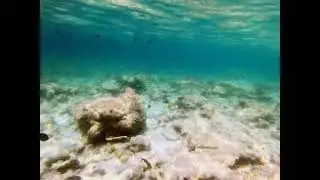 Titan triggerfish & Blacktip shark at Rasdhoo Housereef