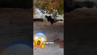 Parkour master? 👀 #parkour #meme #funny