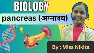 Pancreas in hindi | Biology in hindi | Science in hindi | Science Wallih 