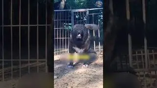 CAUCASIAN LION SHEPHERD: The Ultimate Guard Dog? 🦁🐕 | Haider Speaks