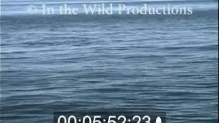 ITWP-Right-Whale-Clips-Timeline-Copyright.mp4
