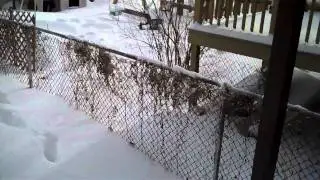 Blizzard 4, February 2011