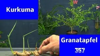 Kurkuma einpflanzen, Litschi zickt rum, Granatapfel wächst gut und Kardamom
