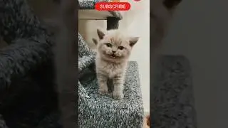 cute baby cat video kitty #attitude #video #viralvideo #shorts #cartoons #tiktok