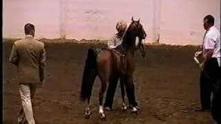 2009 Ohio State Fair - AHHS Futurity Class #307