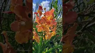 Semi Terete Vanda Orchid #orchid #orchids #orchidworld #vandaorchid #semiterete #sunvanda #terete