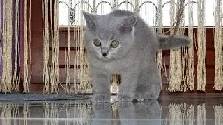 3-month-old british shorthair kitten KIMI | First time at home