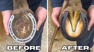 Satisfying Full Horse Hoof Restoration Part 11 | Must Watch !