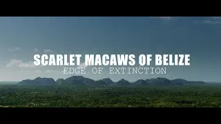 Scarlet Macaws of Belize - Edge of Extinction