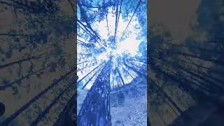 Pine tree #shorts #forest