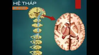 Đường dẫn truyền thần kinh vận động