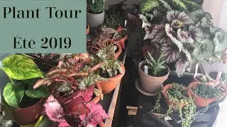 TOUTES MES PLANTES D'INTÉRIEUR - ÉTÉ 2019 | PLANT-TOUR