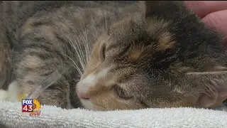 Pet Advice: Preventative care for viruses in cats