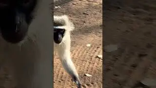 Close encounter with vervet monkey #goingplaces
