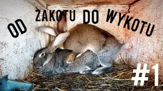 #1 OD ZAKOTU DO WYKOTU - Jak wywołać ruję u samicy?/Kiedy wiemy że samica jest gotowa do zakotu?