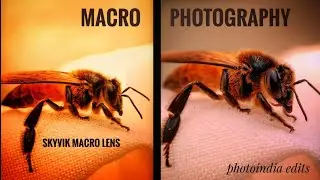 Macro photography of Honey bee using skyvik macro lens || #shorts #youtubeshorts