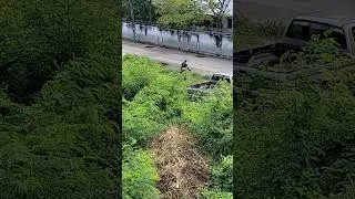 Brush Cutting #shorts #BrushCutting #surin #thailand