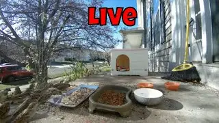 Live Autumn Wildlife Ambience Cam Saturday! 🦃🦊🦌🦝😻