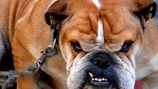 BULLDOGS BARKING - BULLDOGS HOWLING AND BARKING COMPILATION 2016 HD