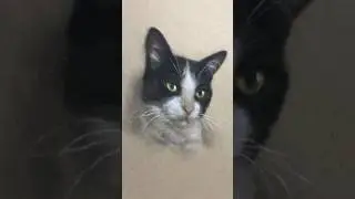 Try this method to draw realistic cats! #shorts #drawing #charcoaldrawing