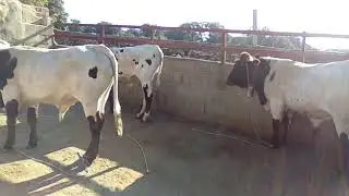 Ganadería Eugenio Frías - Adiestramiento de bueyes