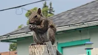 Entertaining assortment of squirrels with bluejays keep coming back for my peanuts. Plenty of action