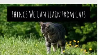 Things We Can Learn From Cats#podcast #life #learning #howto #cat @liveandlearnAnniNoke