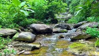 Forest Stream and Birdsong Ambience, Soothing Nature Sounds, Relaxing Sounds for Relaxation