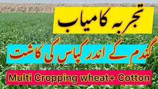 Cotton in wheat || Multi Cropping in Pakistan #farming