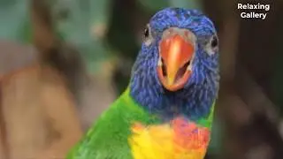 Most Beautiful Birds in the World- Amazing 4K Birds Video Watching (2020)