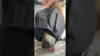 Sv&aring;righet med H&ouml;rselskydd f&ouml;r hund