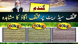 Plant population of Wheat at Different Seed Rates || Crop Reformer