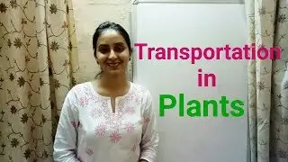 Transportation | Transport in Plants | Life processes part-4 | Biology class 10 | Lecture 19