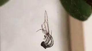 Parasteatoda tepidariorum (fam. theridiidae) - La muta