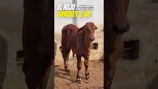 🔥 VL Rojo Whiskey 1/48 Bloodline! 🔥Only 3 Months Old &mdash; Future Brahman King 👑