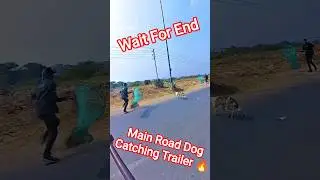 Main Road Double Dog Catch #dog #streetdogrevival #ytviral #ytshortsindia #shorts #dogshorts