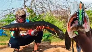 Super attack on frog lure, best frog lure #snakehead #fishing #liveattack #fish  