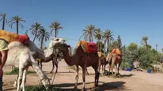 Maroc n&deg;1 - La Palmeraie de Marrakech 1