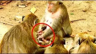 Breaking heart! Baby monkey Maddix crying very loudly - Dolly tries to snatch baby of Maira