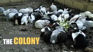 Ultimate Rabbit Hutch/Cage! Colony System for Happy Bunnies! #farming