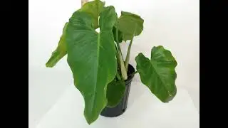 Giant Philodendron Giganteum aka Audrey 2 - For Sale RedneckShrek Etsy (Sm Giganteum)