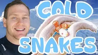 HOW TO BRUMATE (HIBERNATING) YOUR CORN SNAKES!