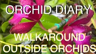 ORCHID DIARY   I   ROOT PORN,  PHALAENOPSIS  AND LC. LOOG TONE AFRICAN BEAUTY