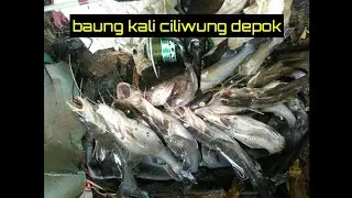 MANCING LIAR DIKALI CILIWUNG DEPOK
