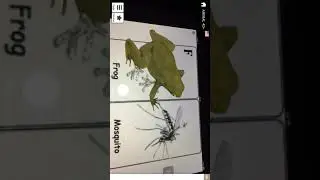 Frog and mosquito