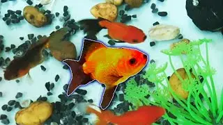 Enjoy with funny goldfish